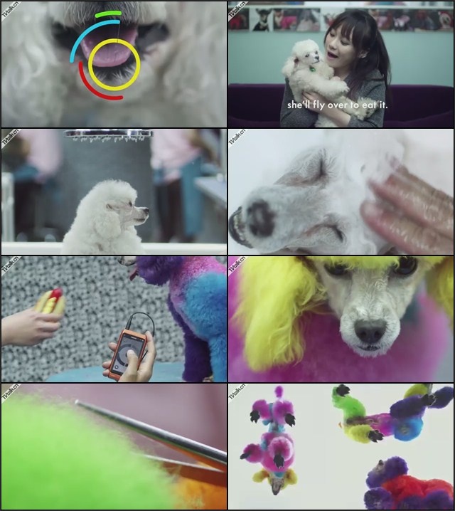 Nokia, 'Poodle Loop'by Somesuch & Co.-娱乐-广告-科技-国际案例