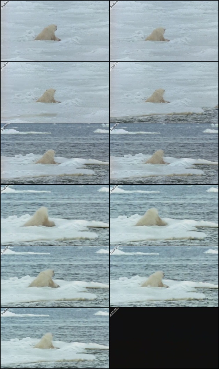 VATTENFALL Polarbear (Making of) by Important Looking Pirates-逐格-卡通-国际案例