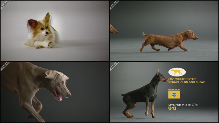 usa the 135th westminster kennel club promo a by leroy and clarkson-国际案例