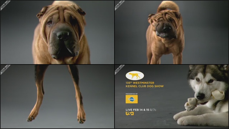 usa the 135th westminster kennel club promo b by leroy and clarkson-国际案例