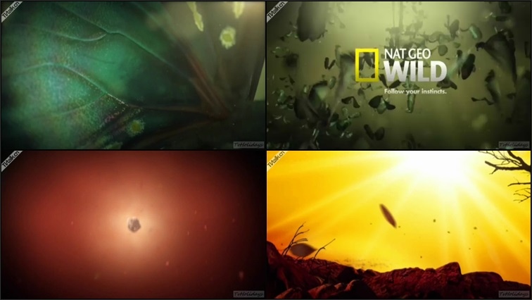 Nat Geo Wild HD Idents 2013 ( Nordic   Central Europe )-国际案例