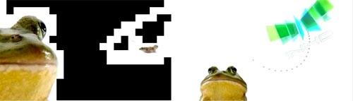 frog_b.jpg